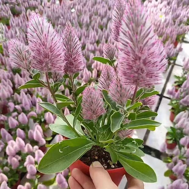 四季澳洲狐尾花苗 幻兽盆栽 带花苞阳台庭院花镜观花植物狐尾花卉
