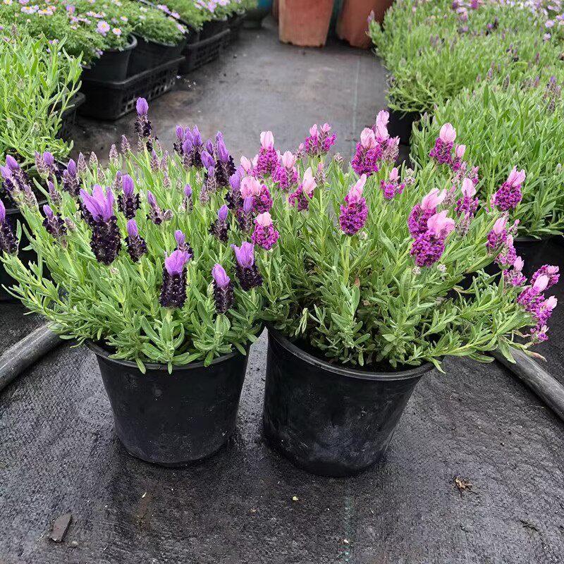 薰衣草宿根庭院阳台四季开花花镜