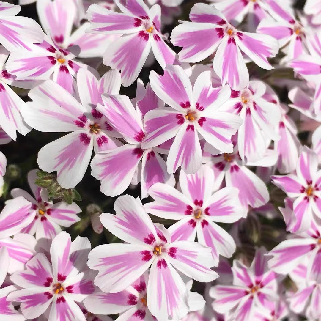 芝樱花宿根庭院阳台四季开花