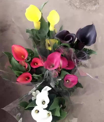 马蹄莲球根庭院阳台四季开花花镜