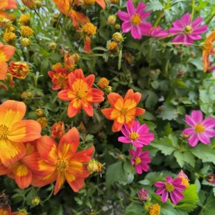 四季鬼针草盆栽绣线菊花苗带花耐热耐寒庭院花园地被开花植物包邮