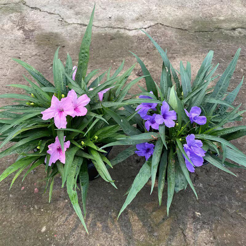 四季翠芦莉盆栽矮生高杆翠芦莉花苗宿根庭院阳台花镜植物耐寒包邮