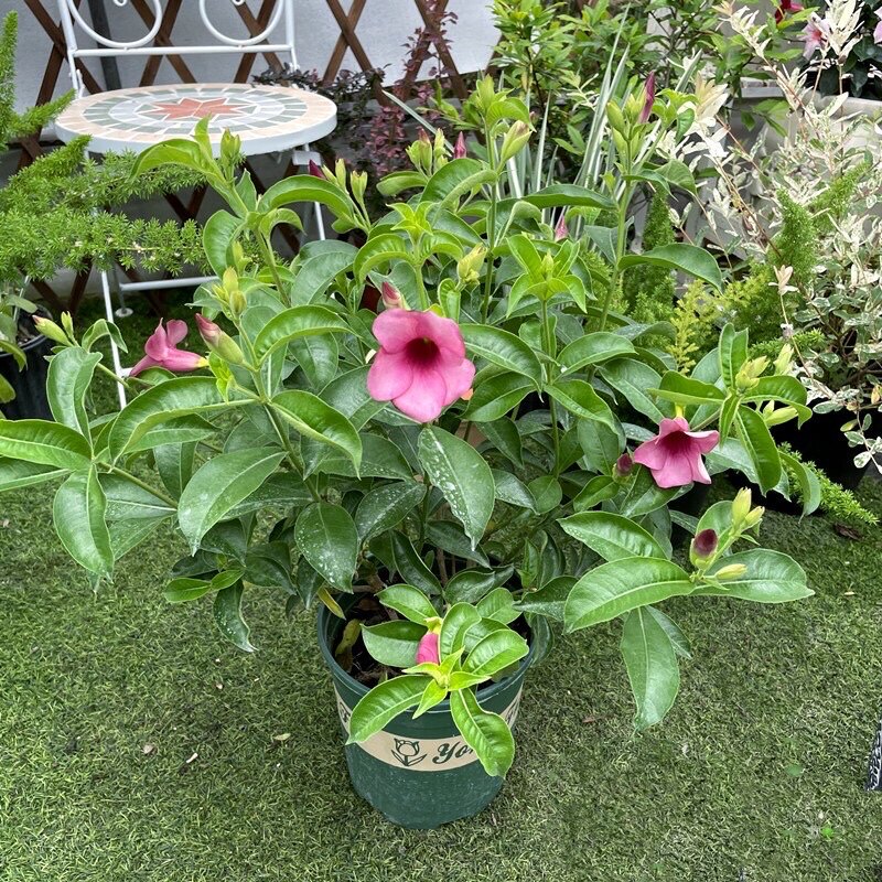 四季紫蝉花黄蝉花盆栽庭院阳台灌木花卉多年生宿根木本植物易养苗