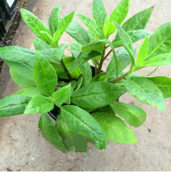 四季明月草盆栽大苗白子菜降血糖降血压可食用多年生耐寒耐热包邮