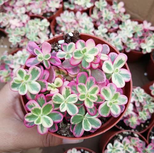 开花多肉植物庭院阳台四季太阳花