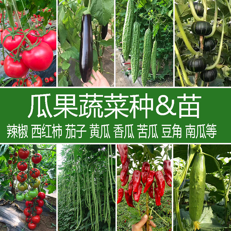 蔬菜苗秧苗小番茄黑珍珠圣女果辣椒豆角南瓜水果黄瓜紫茄千禧西瓜