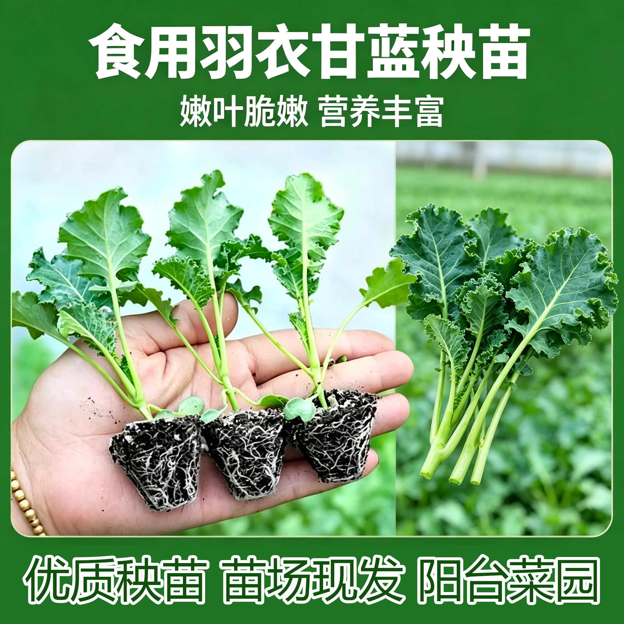 雨衣甘蓝秧苗甘蓝西兰花