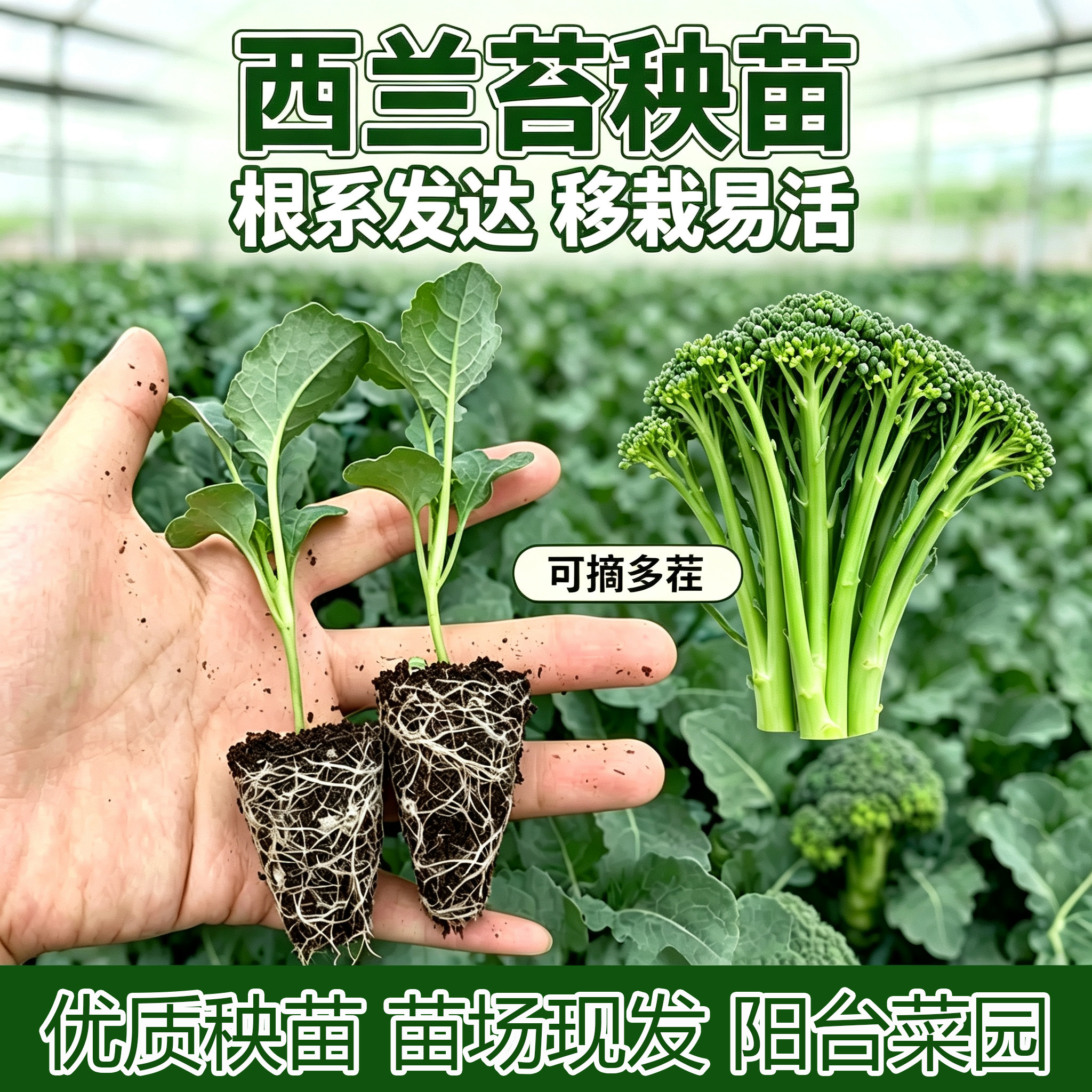 西兰苔苗花菜生菜莴笋甘蓝穴盘苗