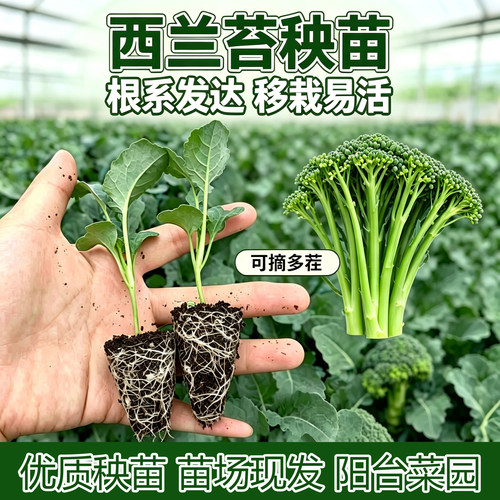 西兰苔苗花菜生菜莴笋甘蓝穴盘苗