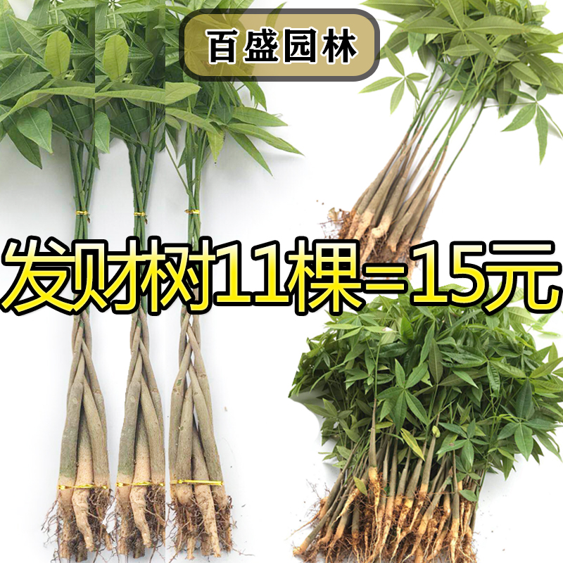 发财树辫子发财树盆栽发财树苗室内绿植花卉植物办公室桌面盆景