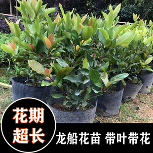龙船花苗 阳台室内花卉盆栽  红色龙船花  花期长 仙丹花百日红