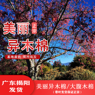 美丽异木棉树苗 美人树苗 大腹木棉苗 酒瓶树苗 庭院小区地栽种植