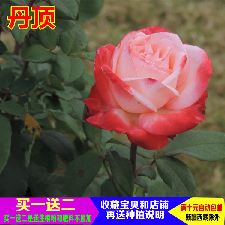 Í¥ÔºÖ²ÎïÅèÔÔ»¨»ÜÆ·ÖÖ´ó»¨Ô¼¾µ¤¶¥ÏãˮԼ¾»¨Ãçµ±Ä꿪»¨ÃçÕýÆ·