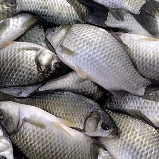 中科鲫鱼苗活鱼苗淡水鱼苗鲫鱼苗特大工程鲫鱼苗四倍体鲫鱼苗