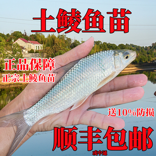 鲮鱼苗土鲮鱼苗淡水 养殖 食用淡水鱼苗批 发土凌鱼苗小鱼苗活鱼