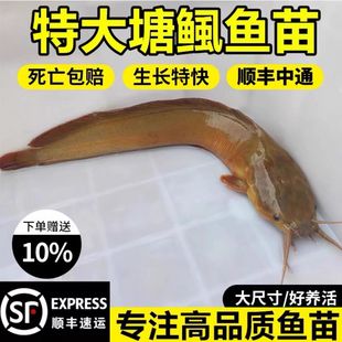黄妃一代塘鲺鱼苗塘角鱼苗淡水 养殖 食用三黄本地塘鲺鱼苗批 发