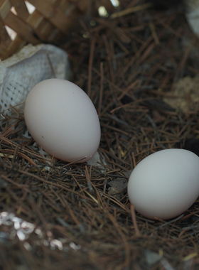 云边边|有机藏鸡蛋云南香格里拉特产尼西鸡新鲜天然无公害富晒
