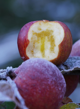 云边边|太阳斑冰糖心苹果晚熟不打药新鲜水果 霜降后现摘现发