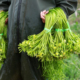 海菜花水性杨花野菜云南大理特产新鲜蔬菜现摘顺丰空运 二食六族