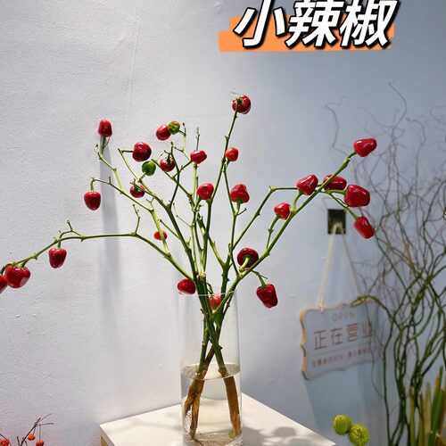 小辣椒鲜花水养风铃椒七彩椒瓶插室内观赏红火饱满彩色水昆明直发