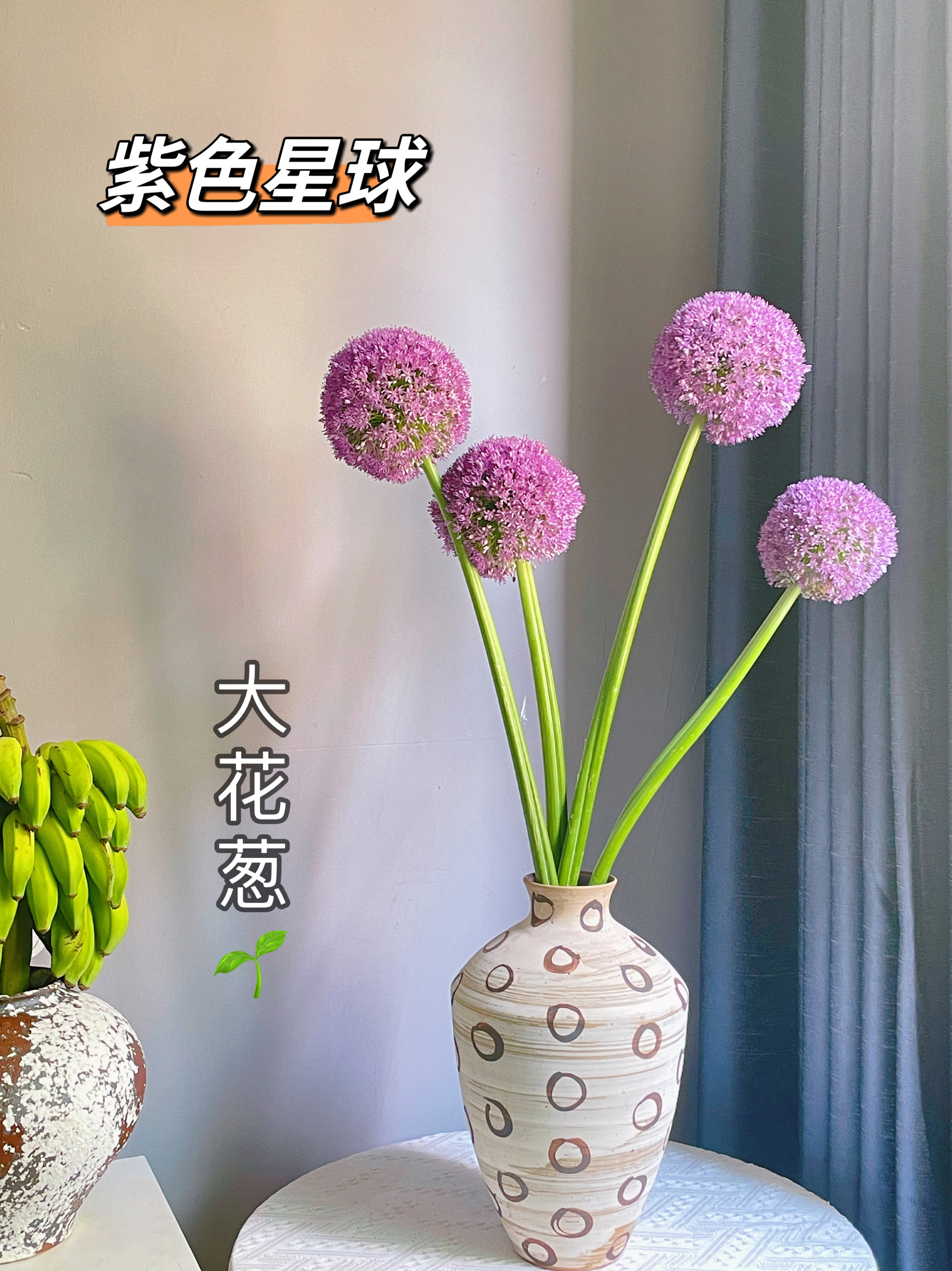 进口大花葱鲜切花大使优雅紫色可爱水养瓶插室内花束装饰昆明直发