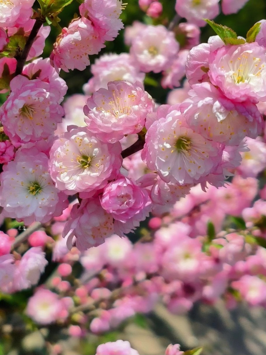 重瓣珍珠李鲜花喷水开花粉色带花苞发货云南昆明直发顺丰包邮,鲜花速递/花卉仿真/绿植园艺,花材,淘宝优惠券,粉丝福利购,淘宝优惠卷