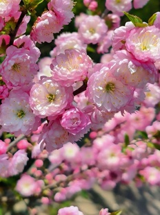 重瓣珍珠李鲜花喷水开花粉色带花苞发货云南昆明直发顺丰包邮