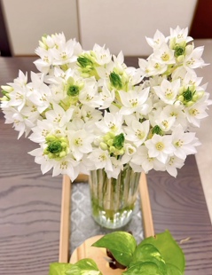 雀梅鲜花精致小众云南直发圣心百合家庭室内水养插花新手懒人推荐