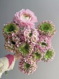 锦鲤洋牡丹鲜花水养超级大头插瓶家庭花束商务桌面花粉色昆明发货