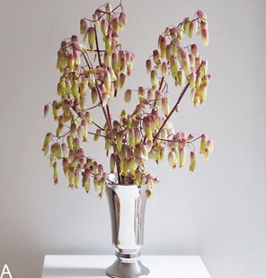 天灯鲜切花水养插瓶紫斑风铃高级小众花期久昆明发货