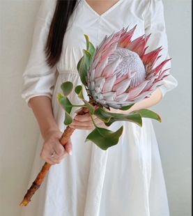 粉帝王鲜花进口南非直采商务手捧花云南昆明发货家庭插花小众花材