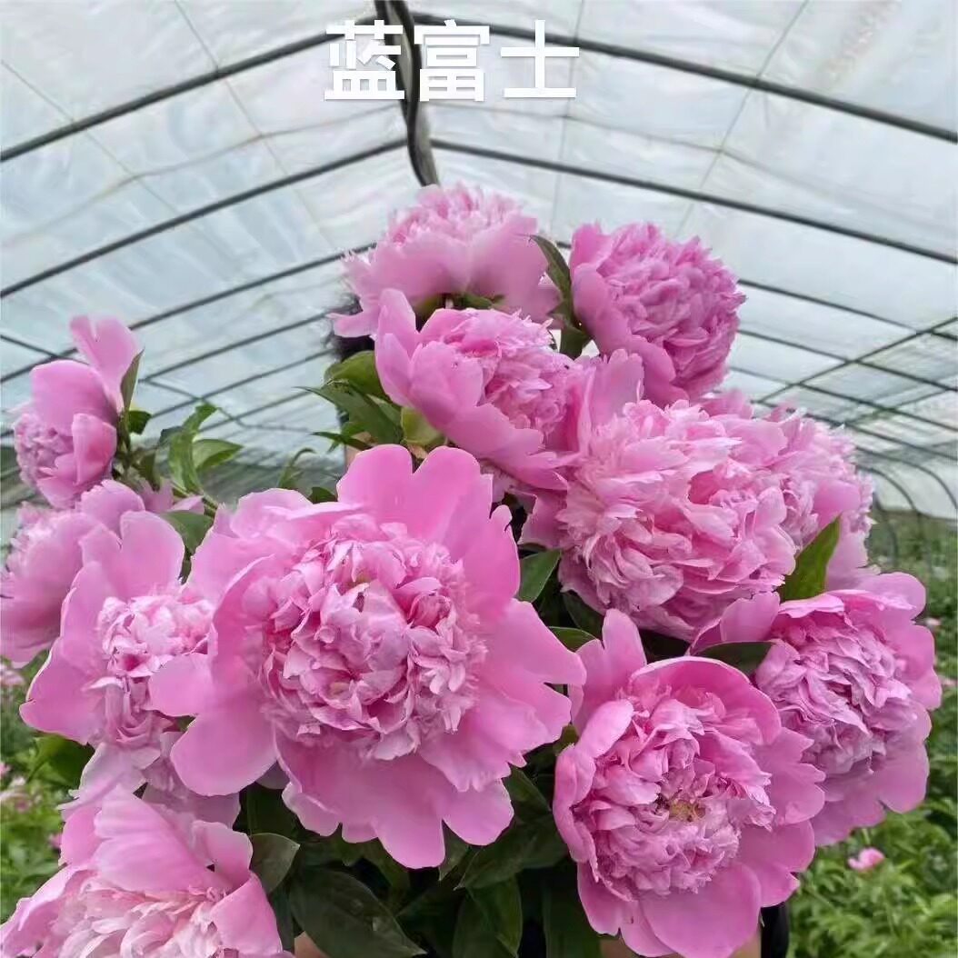 芍药鲜切花油画牡丹鲜花水养沙拉插瓶室内春季女生母亲节昆明发货