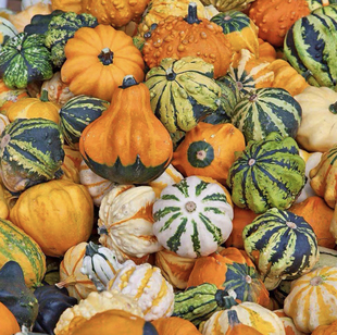 玩偶摆盘茶宠万圣节 观赏真南瓜盘玩可爱个性 文玩南瓜开盲盒