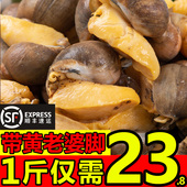 老婆脚新鲜冷冻鲍螺老婆脚大号有黄鲍鱼螺海鲜水产黄金鲍新鲜澳鲍