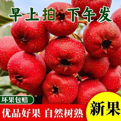 26年现摘新鲜山楂果大金星山里红水果冰糖葫芦现摘果园现发