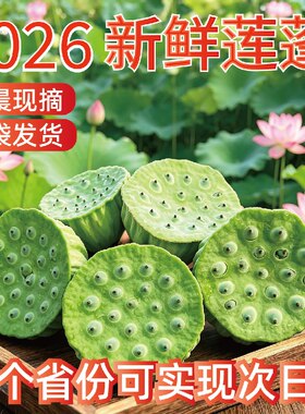2026新鲜水果莲蓬现摘