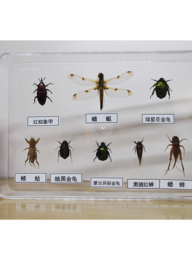蜻蜓昆虫标本螳螂标本科普实验