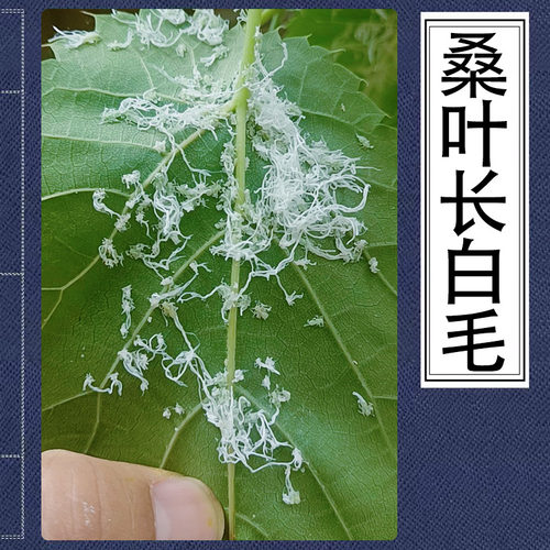 桑树长白毛桑木虱桑叶白色絮状物桑叶卷缩枯黄白色蜡丝桑异脉木虱