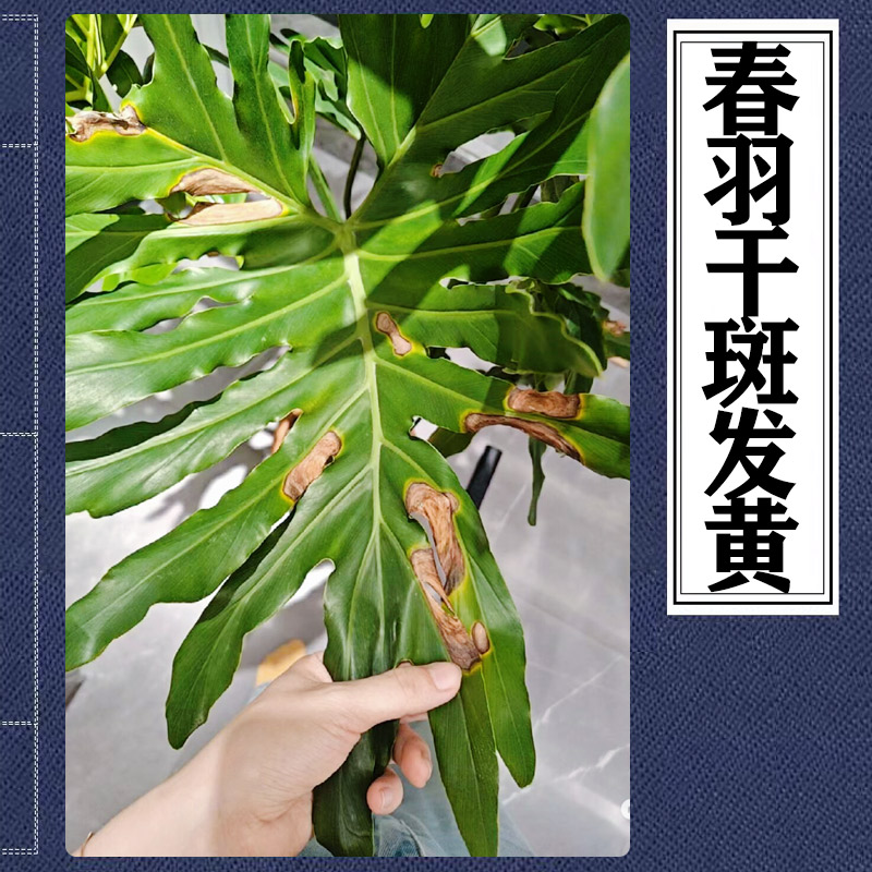 龙鳞春羽叶子枯黄干斑春雨枯黄发黄干叶绿植春羽叶子黄斑春芋干枯