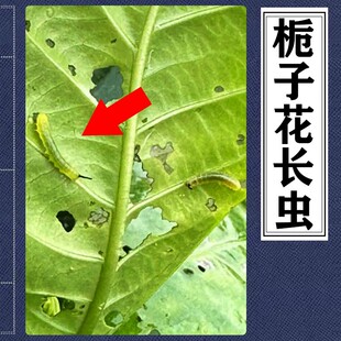 盆栽栀子花青虫杀虫剂小叶栀子花吃叶虫食叶虫杀虫剂大叶栀子虫害