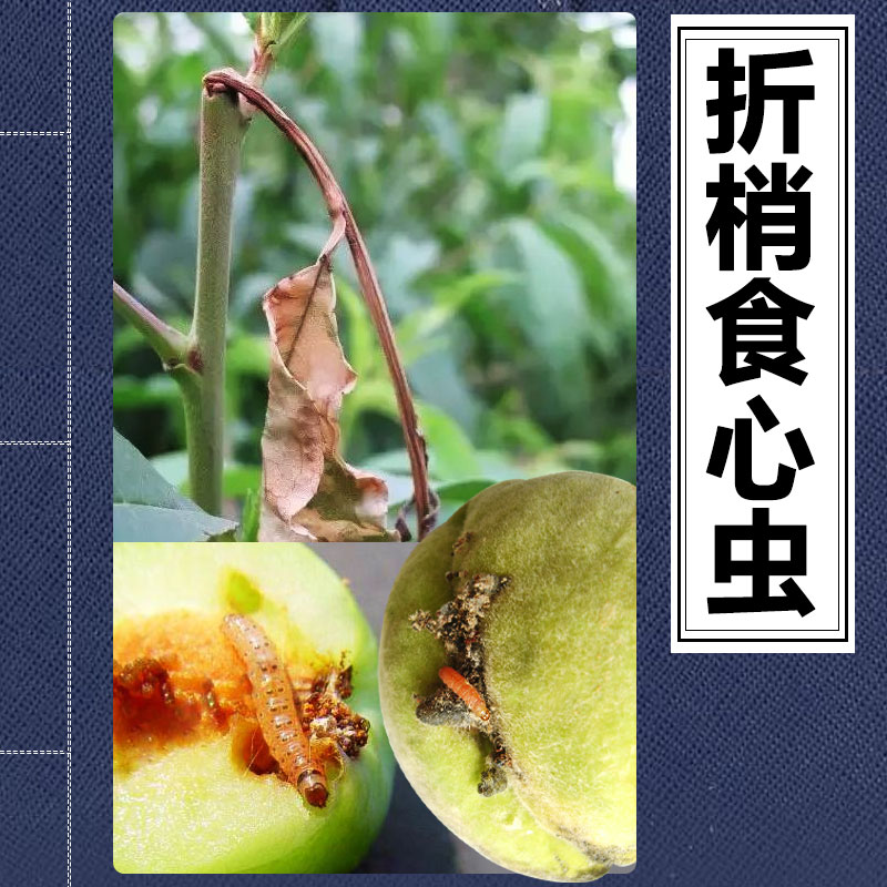 桃树桃蛀螟虫折梢断枝头杀虫剂梨树梨小食心虫防治烂心苹果烂果核