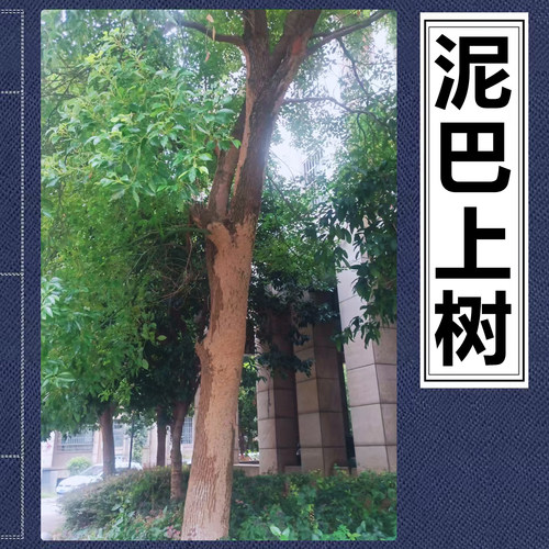 嘉宝果树香樟树白蚁危害