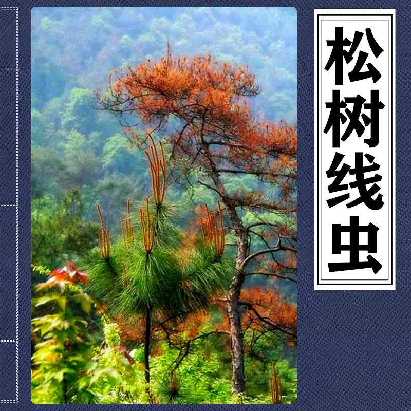 松材线虫病松树萎焉病松树挨症松树红褐色红松萎焉黑松下垂干枯药