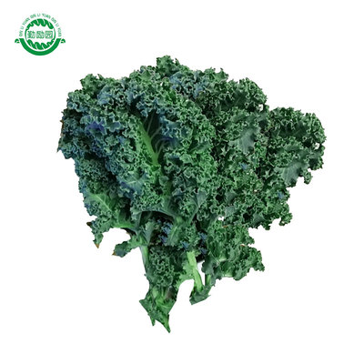 勤励园新鲜羽衣甘蓝1斤蔬菜kale健康食品西餐沙拉配菜食材榨汁用