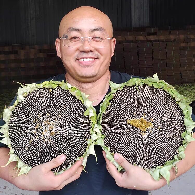 甘肃庆阳现摘新鲜向日葵花头大花盘当季直接磕着生吃直发插花鲜花