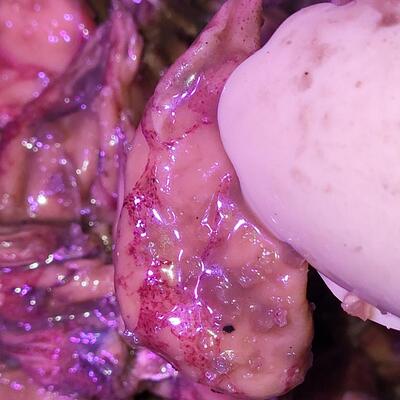 汕尾海丰本港海产老尼阿咸香鱿鱼咸尼阿尼阿解  500克/瓶