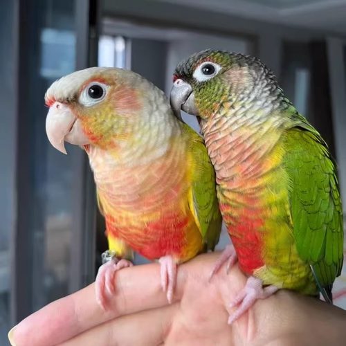 手养半毛小太阳鹦鹉雏鸟绿颊黄边凤梨肉桂活体宠物鹦鹉可教说话