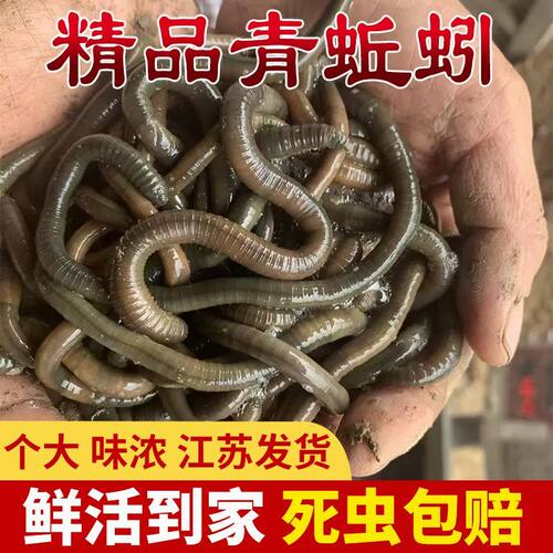 臭蚯蚓王大军综合耳泥鳅浙江黄鳝