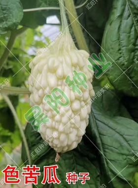 苹果苦瓜种籽 白色水果小苦瓜种子高产四季蔬菜白玉珍珠苦瓜种孑