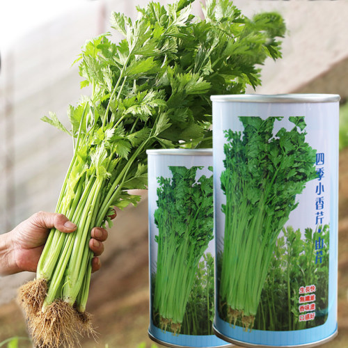春秋四季小香芹种子寿光蔬菜山芹种子家庭菜园艺栽培大面积种植 - 封面
